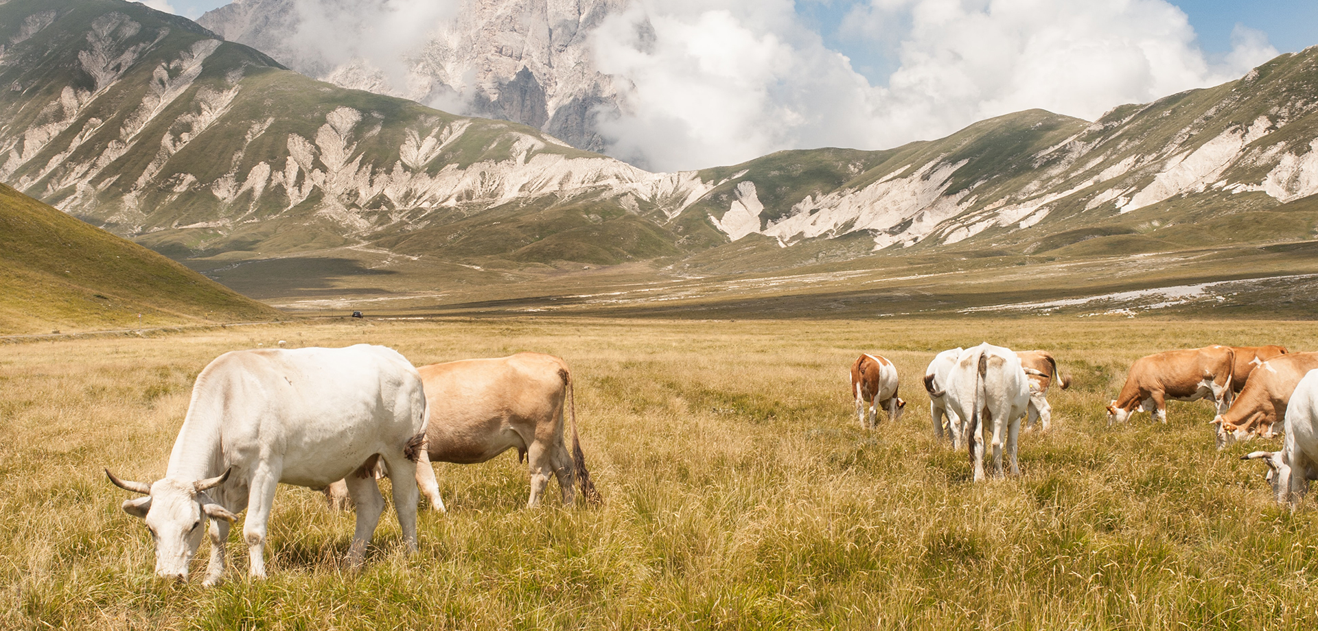 RAZZA PIEMONTESE, ANABORAPI NON PENSA SOLO ALLA SELEZIONE