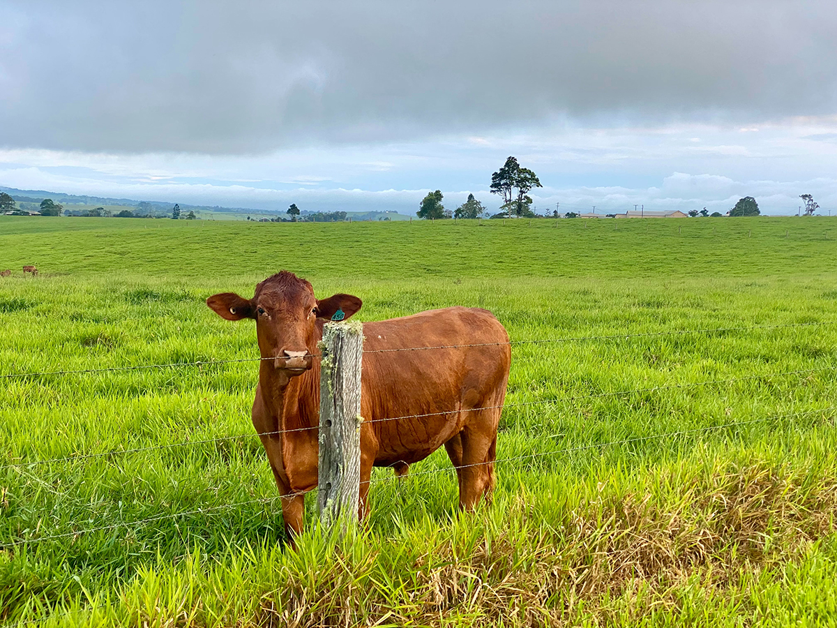 ANACLI MEMBRO DI INTERBEEF